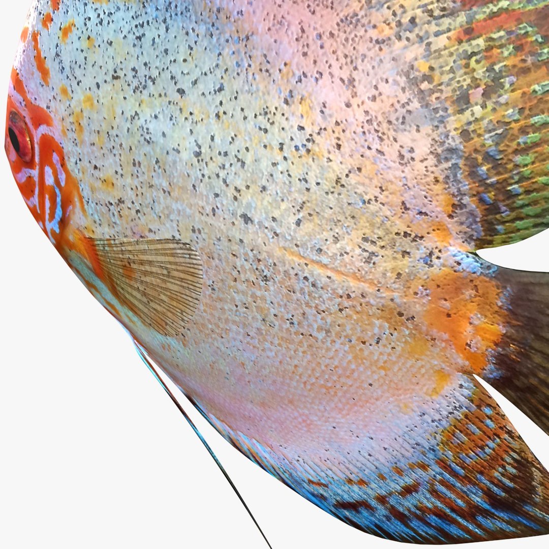 3ds discus fish https://p.turbosquid.com/ts-thumb/8l/NVsCYk/ZWZWXMJL/ryukingoldfish_rr14/jpg/1501815831/1920x1080/fit_q87/cd85f8f80fa3031e214ec985921d0ae84f63a77a/ryukingoldfish_rr14.jpg