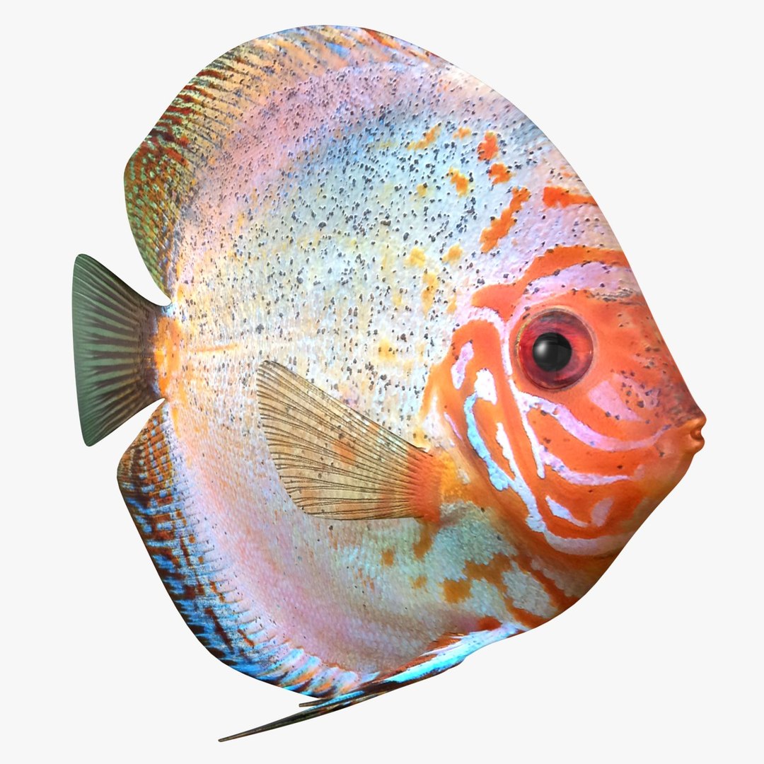 3ds discus fish https://p.turbosquid.com/ts-thumb/8l/NVsCYk/bq1csBBz/ryukingoldfish_rr05/jpg/1501815831/1920x1080/fit_q87/44ba4bd3e492c2f41cab28e77a65b2ecbc238c31/ryukingoldfish_rr05.jpg