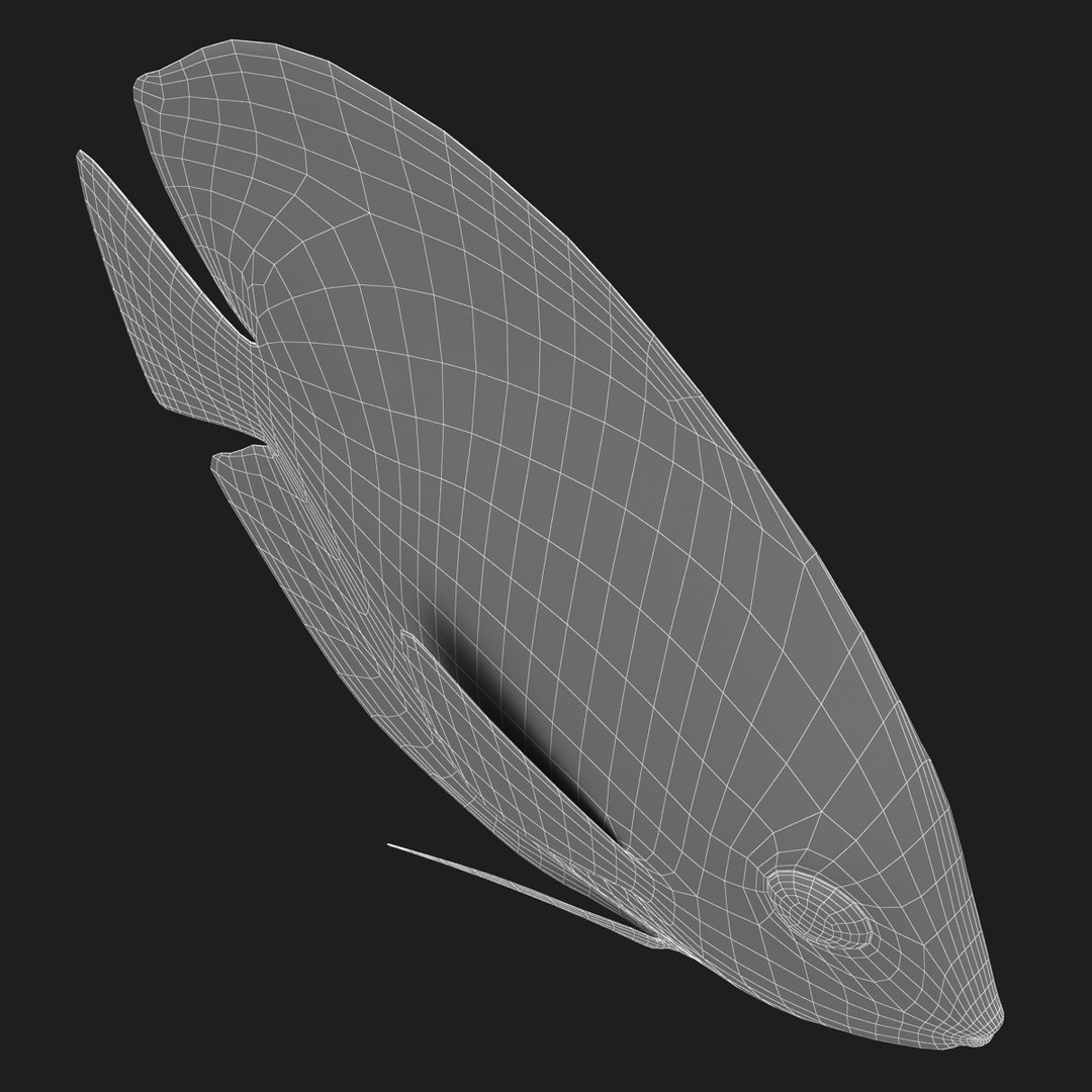 3ds discus fish https://p.turbosquid.com/ts-thumb/8l/NVsCYk/dr0IBWDH/ryukingoldfish_rr20/jpg/1501815831/1920x1080/fit_q87/44208708f289fe240d6e6d9831a8c4f2dc0ad093/ryukingoldfish_rr20.jpg