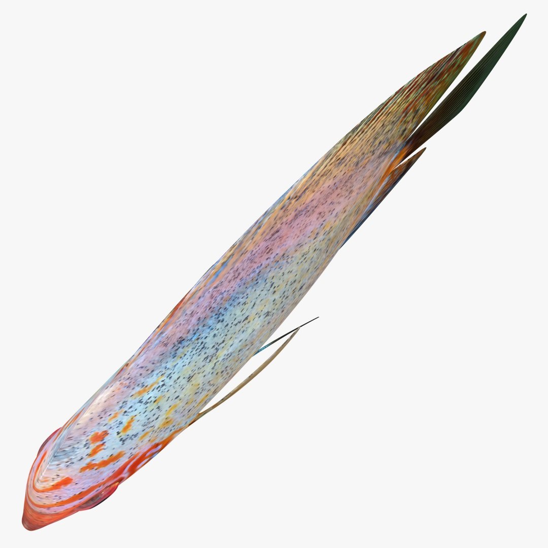 3ds discus fish https://p.turbosquid.com/ts-thumb/8l/NVsCYk/eeqYra84/ryukingoldfish_rr12/jpg/1501815831/1920x1080/fit_q87/54448374d286e61ccb0f13b831041060f1207f0c/ryukingoldfish_rr12.jpg