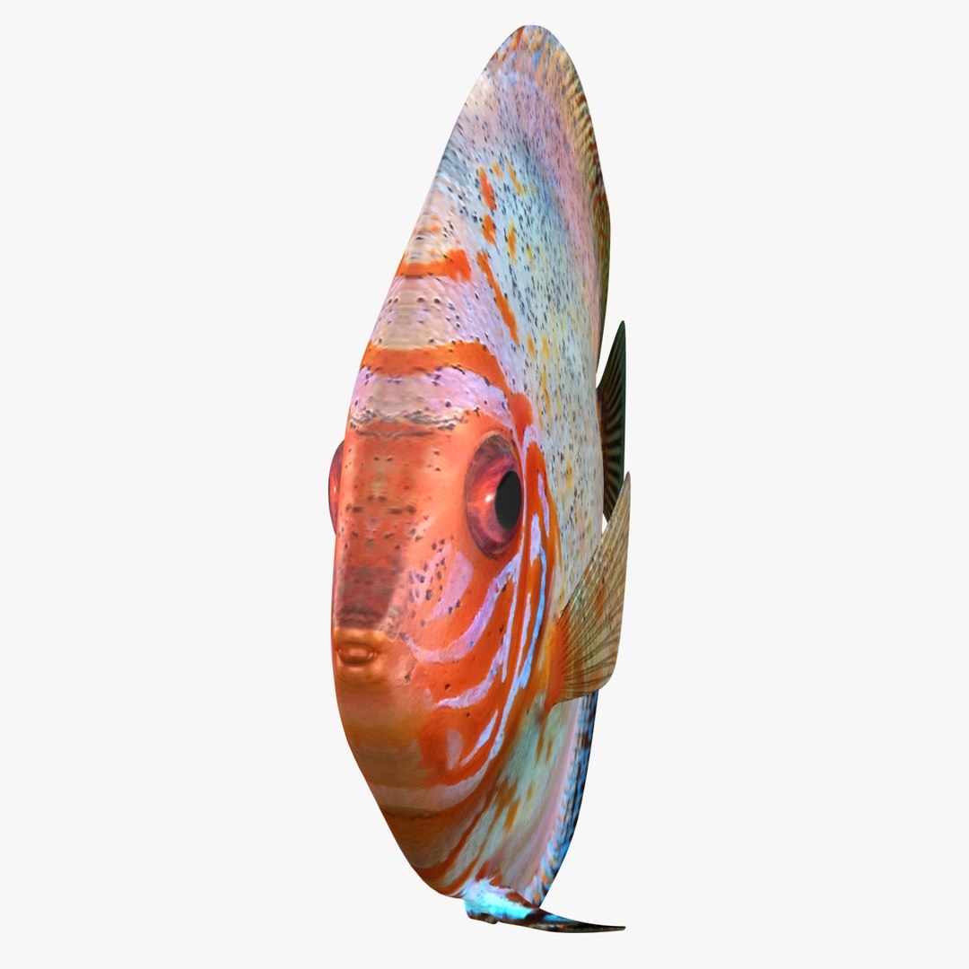 3ds discus fish https://p.turbosquid.com/ts-thumb/8l/NVsCYk/gnfL8z4y/ryukingoldfish_rr04/jpg/1501815831/1920x1080/fit_q87/9843f1120f6ac691356af7fbbb7d134ac3e5da42/ryukingoldfish_rr04.jpg