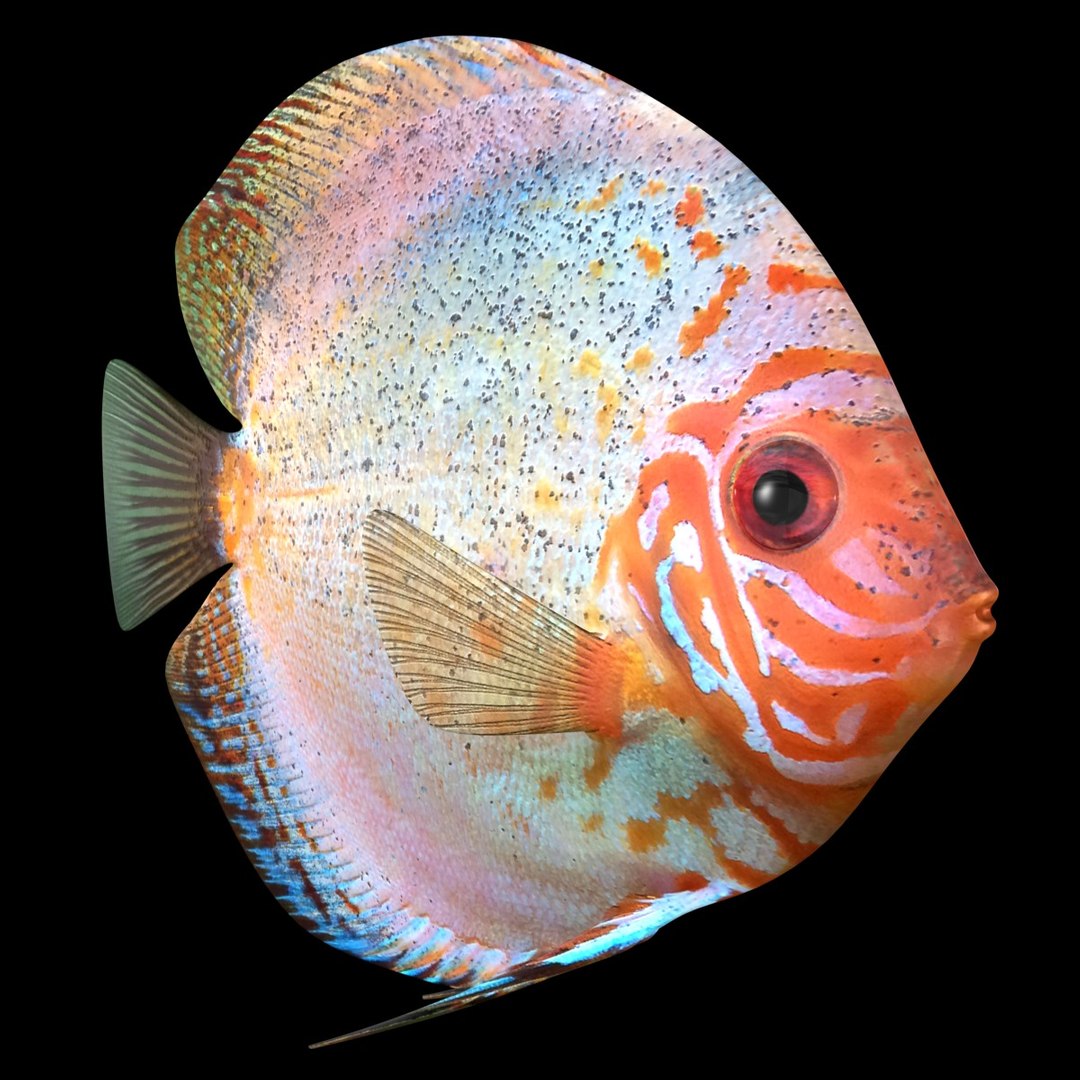 3ds discus fish https://p.turbosquid.com/ts-thumb/8l/NVsCYk/hJHAI7bi/ryukingoldfish_rr05/jpg/1501815831/1920x1080/fit_q87/e4c627f009836825fde8a1e7820e0c3c1604dc35/ryukingoldfish_rr05.jpg