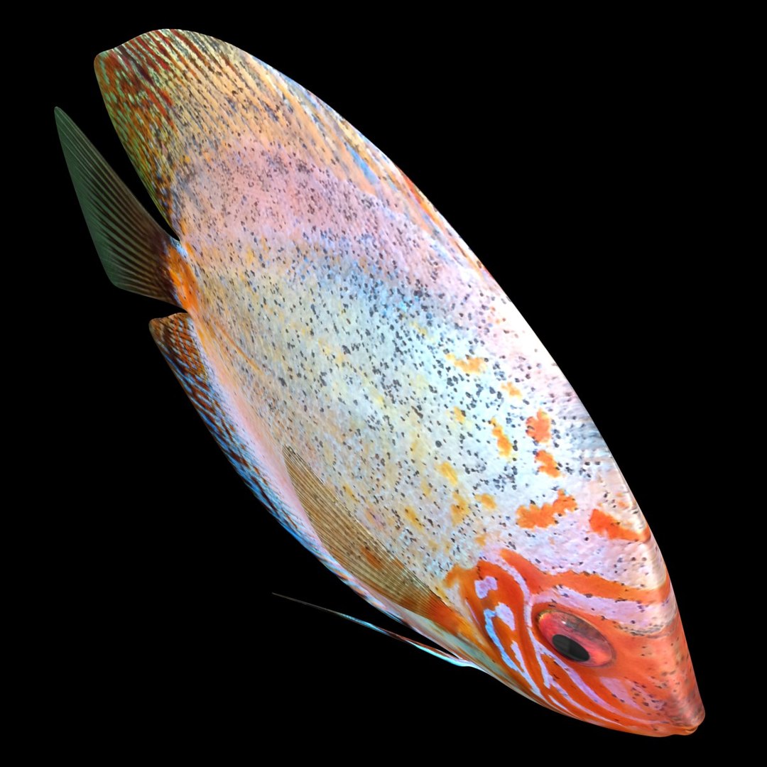 3ds discus fish https://p.turbosquid.com/ts-thumb/8l/NVsCYk/lmSbTQ8y/ryukingoldfish_rr03/jpg/1501815831/1920x1080/fit_q87/04940e5edde42db64a6c2f1ee2e7f22726fd05ae/ryukingoldfish_rr03.jpg