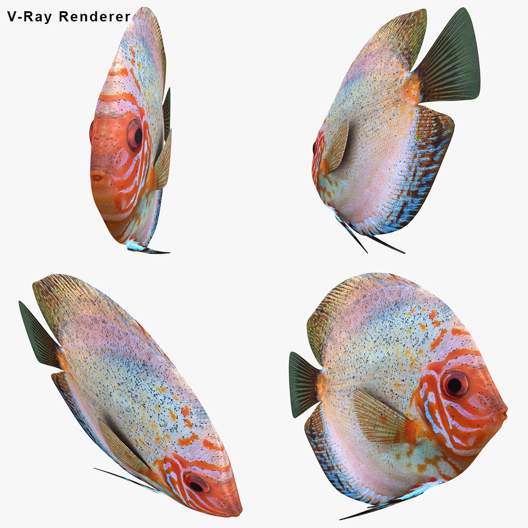 3ds discus fish https://p.turbosquid.com/ts-thumb/8l/NVsCYk/poFqKi1o/ryukingoldfish_rr00/jpg/1501815835/1920x1080/fit_q87/dc60a1414befc93ffae6de8c43549d24b3d3ef8f/ryukingoldfish_rr00.jpg