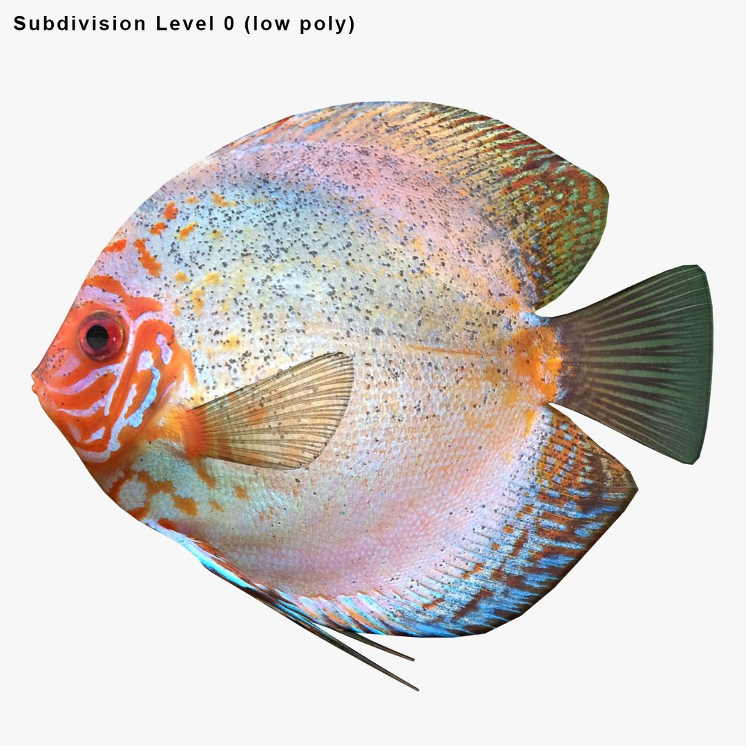 3ds discus fish https://p.turbosquid.com/ts-thumb/8l/NVsCYk/tDtO2Zsh/ryukingoldfish_rr28/jpg/1501815831/1920x1080/fit_q87/35585d512a37118e15db252f8dee9cbf6e82ec74/ryukingoldfish_rr28.jpg