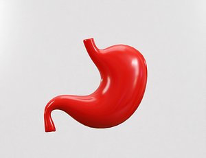 Stomach