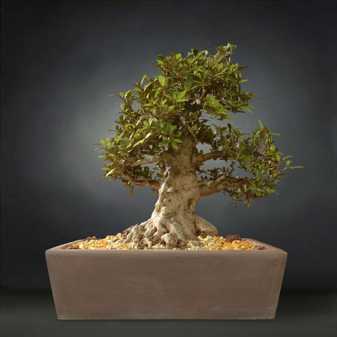 bonsai tree satsuki kinsai 3D https://p.turbosquid.com/ts-thumb/8l/v4tmzF/PsFrYhbB/satsukikinsai1bonsaitreenature3dmodelobjfbx/jpg/1494062498/1920x1080/fit_q87/376c8bed79907e9e415efcc0d3db59ee13e0098c/satsukikinsai1bonsaitreenature3dmodelobjfbx.jpg