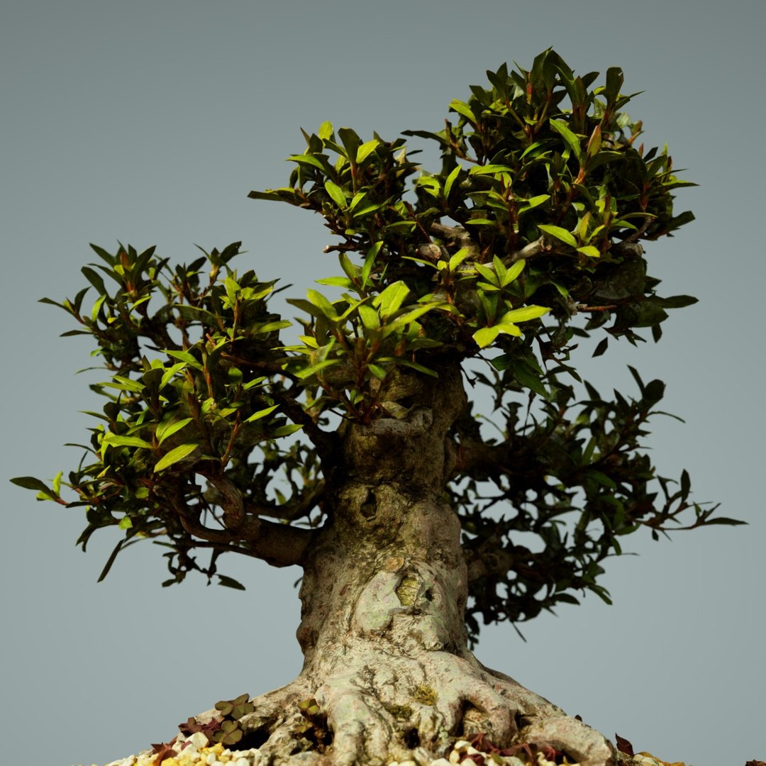 bonsai tree satsuki kinsai 3D https://p.turbosquid.com/ts-thumb/8l/v4tmzF/SltgyPMU/satsukikinsai1bonsaitreephotorealisticscanscanned3dmodelphotogrammetryunrealunityvrgameready053/jpg/1494062499/1920x1080/fit_q87/4acd29b07327619fa069579ae790b0528562ab81/satsukikinsai1bonsaitreephotorealisticscanscanned3dmodelphotogrammetryunrealunityvrgameready053.jpg
