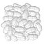 termite eggs