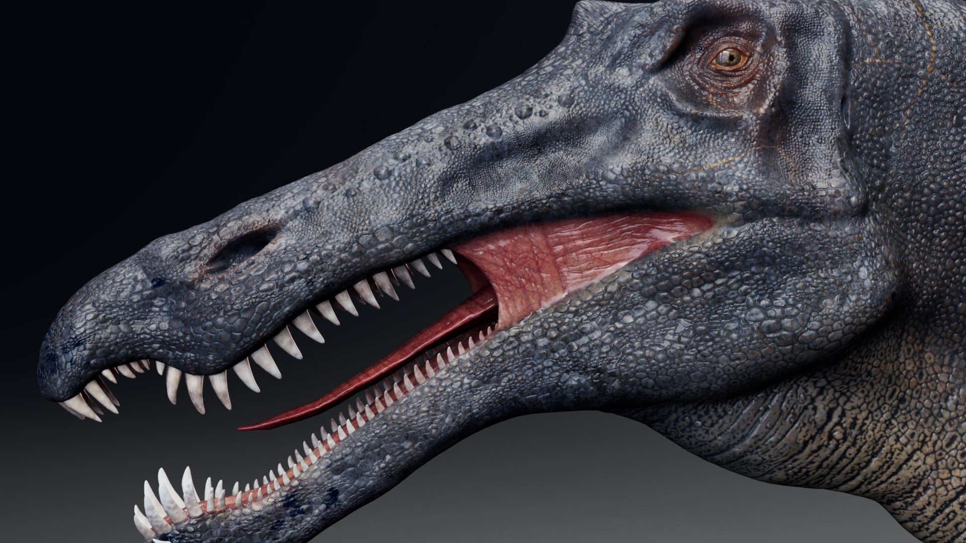 Suchomimus Tenerensis model https://p.turbosquid.com/ts-thumb/8m/2OyPcS/Np/s0007/jpg/1710169872/1920x1080/fit_q87/5d172215d88b63ce9860cf4bf1fefe167af860c5/s0007.jpg