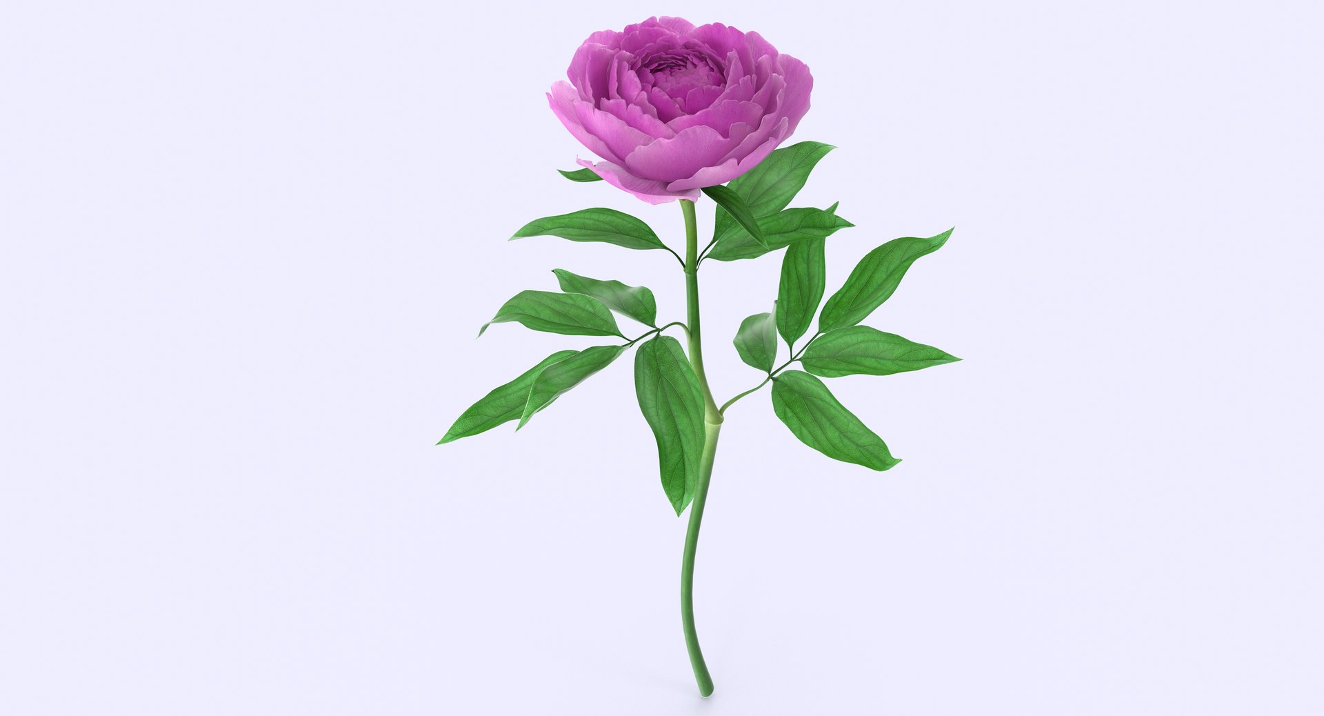 3d petal leaf https://p.turbosquid.com/ts-thumb/8m/PyS0sy/8zFYVkAd/peony1_5/jpg/1485588716/1920x1080/fit_q87/de51368db655ca8dfe990b2e35f6539918196539/peony1_5.jpg