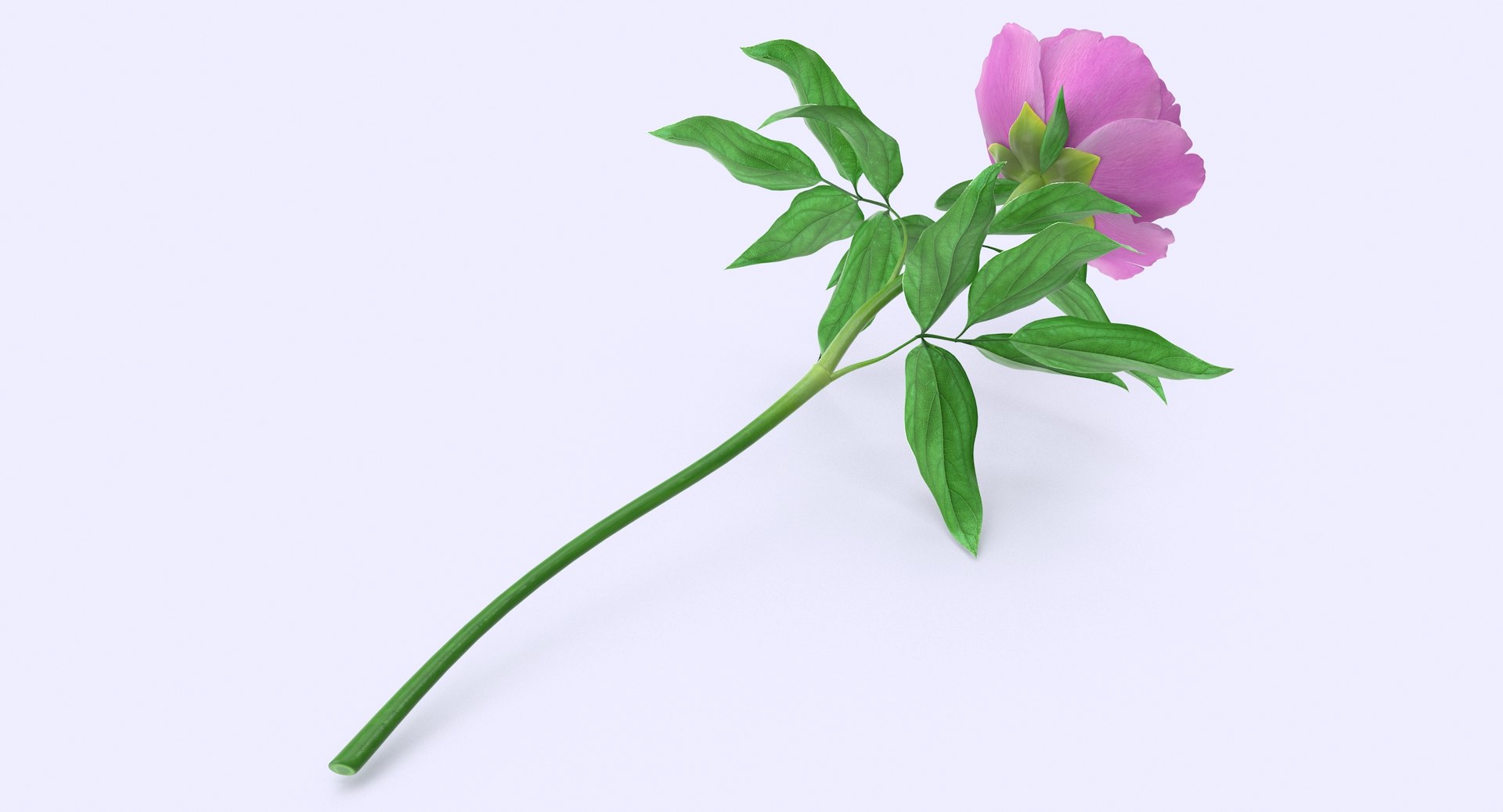 3d petal leaf https://p.turbosquid.com/ts-thumb/8m/PyS0sy/C5HfsKso/peony1_3/jpg/1485588716/1920x1080/fit_q87/9d60e05feb3f49bcbdd3cc83001a0ff7397c728d/peony1_3.jpg