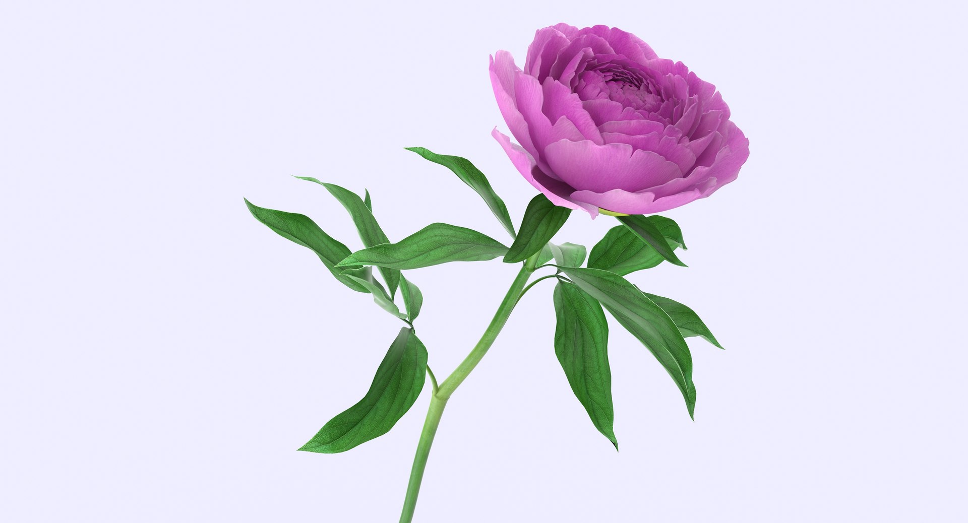 3d petal leaf https://p.turbosquid.com/ts-thumb/8m/PyS0sy/GnhTvn35/peony1_7/jpg/1485588716/1920x1080/fit_q87/952204da6e9ede52a2683a3c086bc37e578f5470/peony1_7.jpg