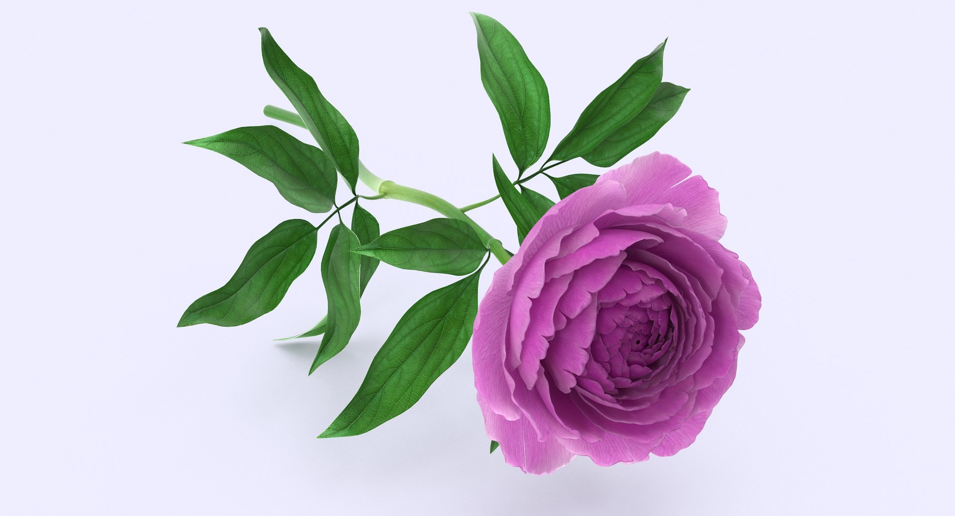 3d petal leaf https://p.turbosquid.com/ts-thumb/8m/PyS0sy/LDDbMCzd/peony1_2/jpg/1485588716/1920x1080/fit_q87/f74cdd23aeba9a2bcc090f119cd55de7aafd9416/peony1_2.jpg