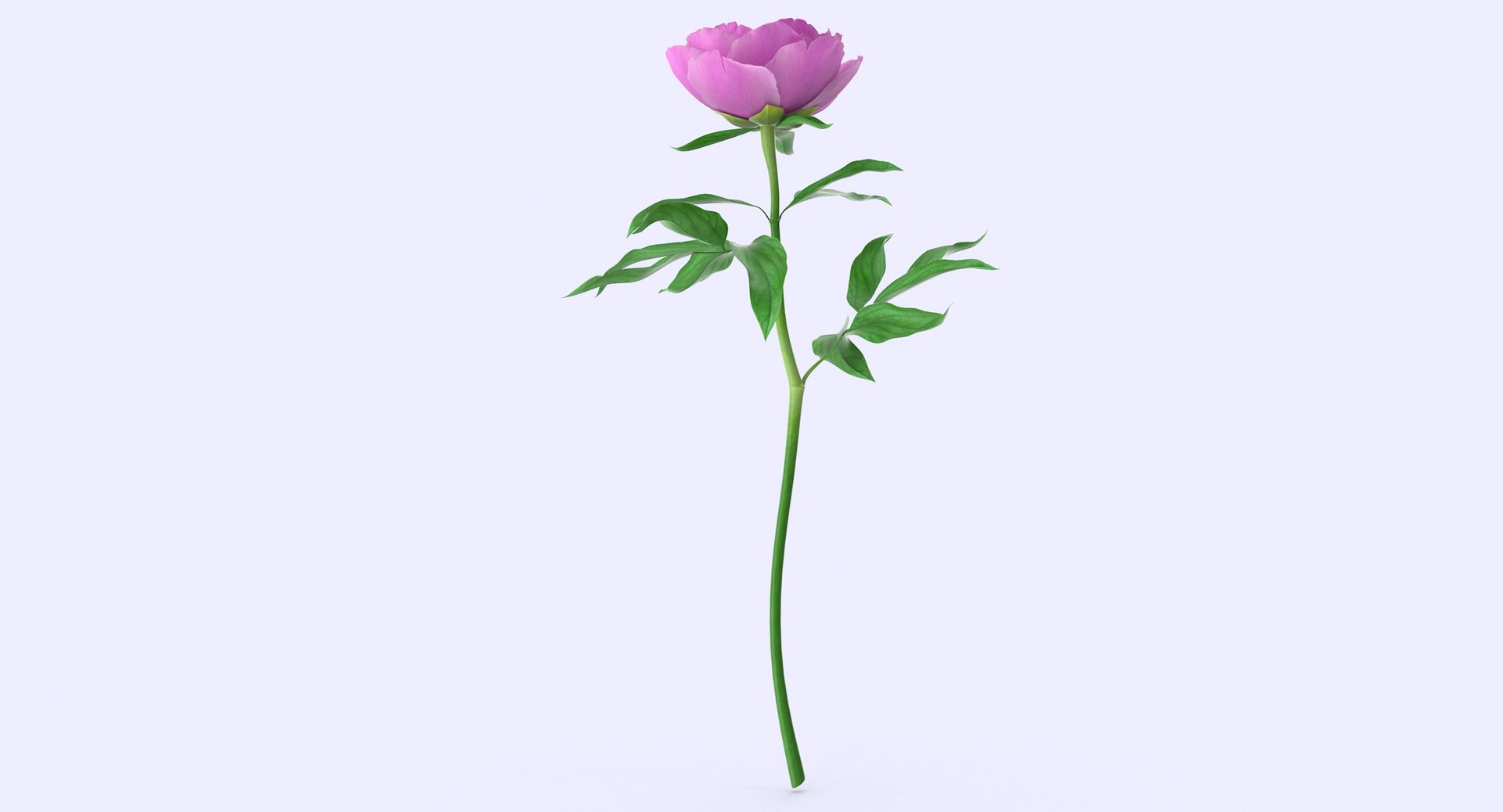 3d petal leaf https://p.turbosquid.com/ts-thumb/8m/PyS0sy/MvELKjv1/peony1_4/jpg/1485588716/1920x1080/fit_q87/28dc13f3fda4d9531cda097c7bda0fd1b3fccf75/peony1_4.jpg