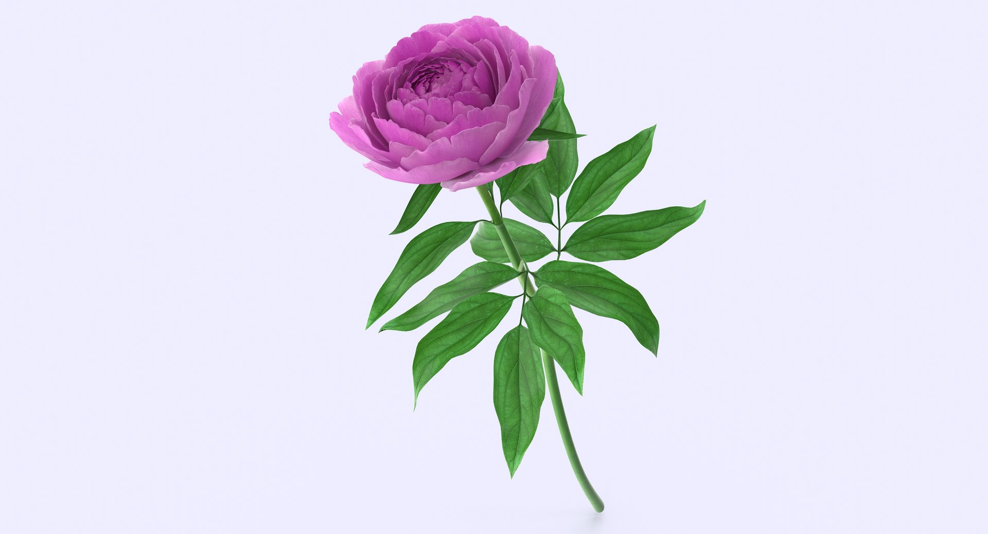 3d petal leaf https://p.turbosquid.com/ts-thumb/8m/PyS0sy/Uw19zek9/peony1_6/jpg/1485588716/1920x1080/fit_q87/be22fbafac96cddf74de42ecf52c98d7672dbd55/peony1_6.jpg