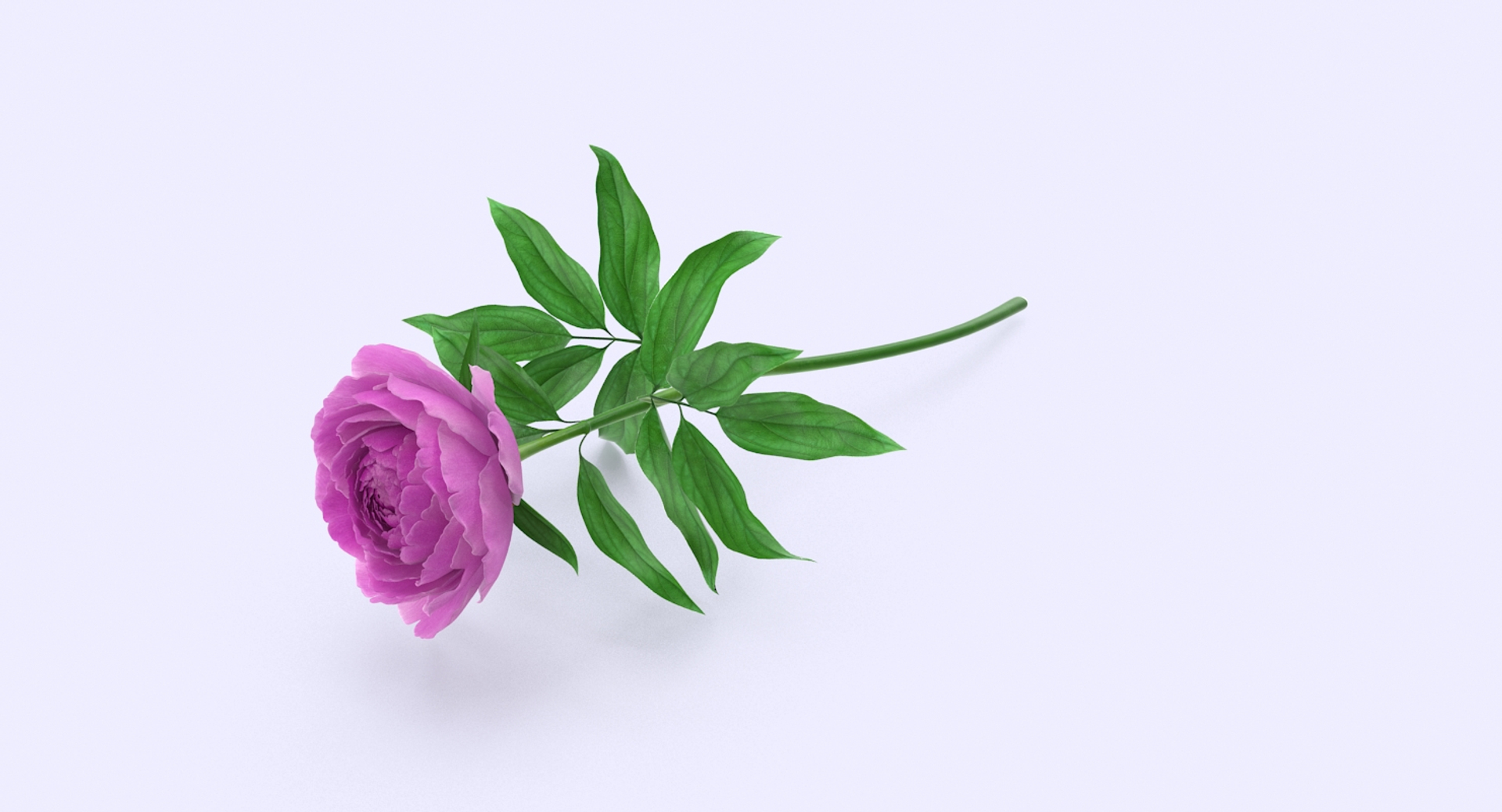 3d petal leaf https://p.turbosquid.com/ts-thumb/8m/PyS0sy/VrqdkG3H/peony1/jpg/1485588100/1920x1080/turn_fit_q99/b390ce71de3e6dad1879ea56f87e765fa07bb741/peony1-1.jpg