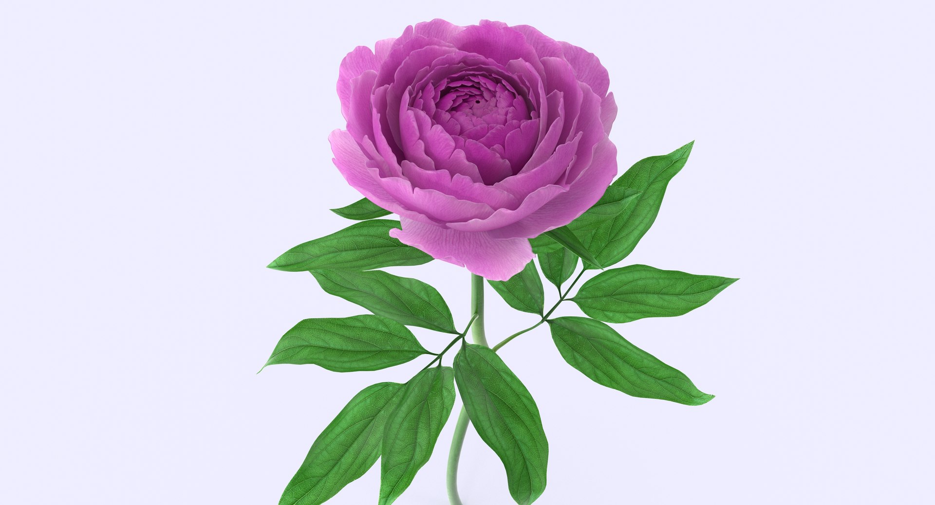 3d petal leaf https://p.turbosquid.com/ts-thumb/8m/PyS0sy/ybIz2mO9/peony1_8/jpg/1485588716/1920x1080/fit_q87/5c08caf40a340fc749dd37da8f0a37262fee87aa/peony1_8.jpg