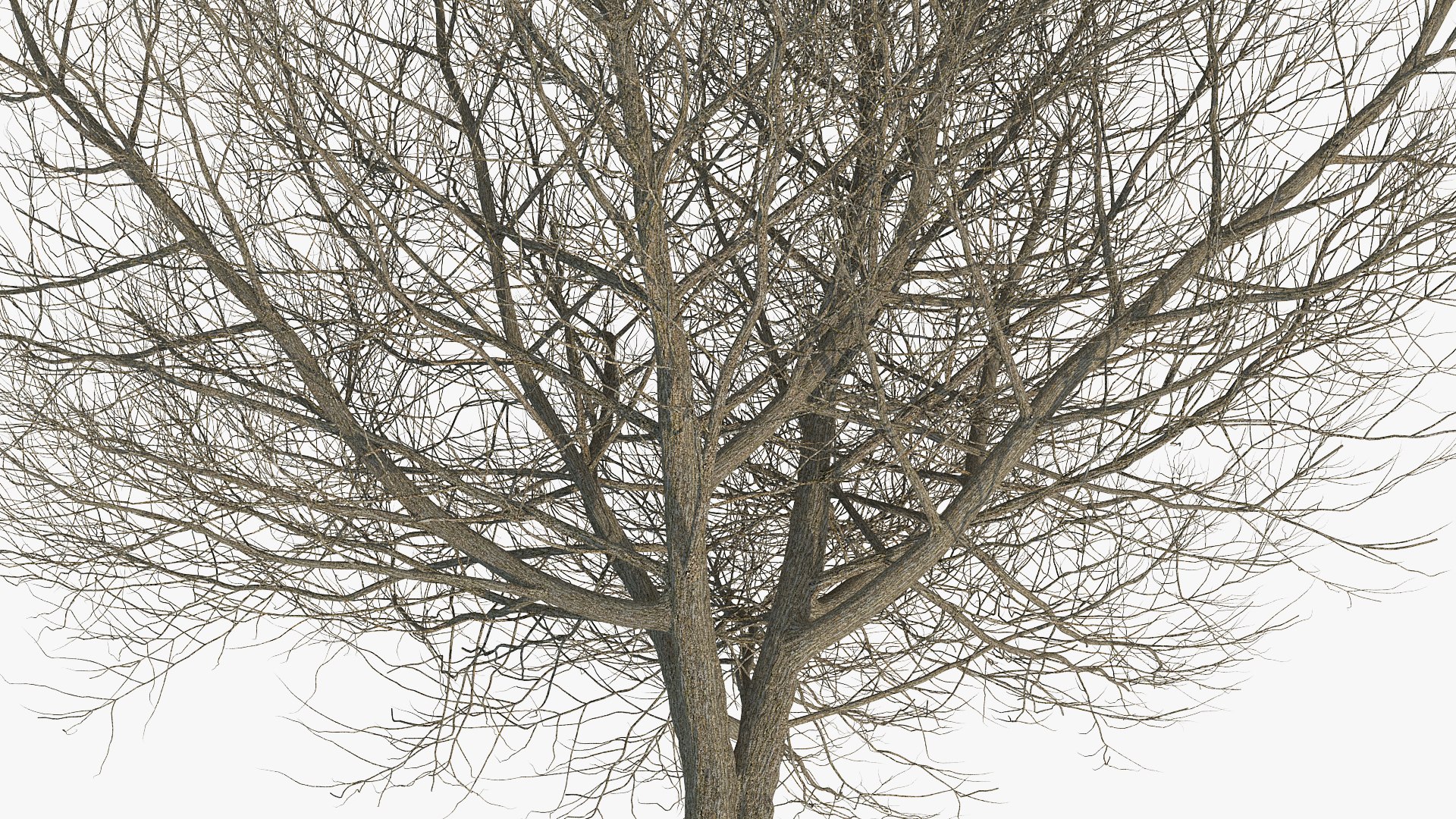 white ash winter 3D model https://p.turbosquid.com/ts-thumb/8m/Qoe4Gv/5dND6zNH/whiteashwinterc4dmodel004/jpg/1577391660/1920x1080/fit_q87/607e89b42da1d21d2cd04c92559959aea9cb1123/whiteashwinterc4dmodel004.jpg