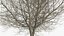 White Ash Winter