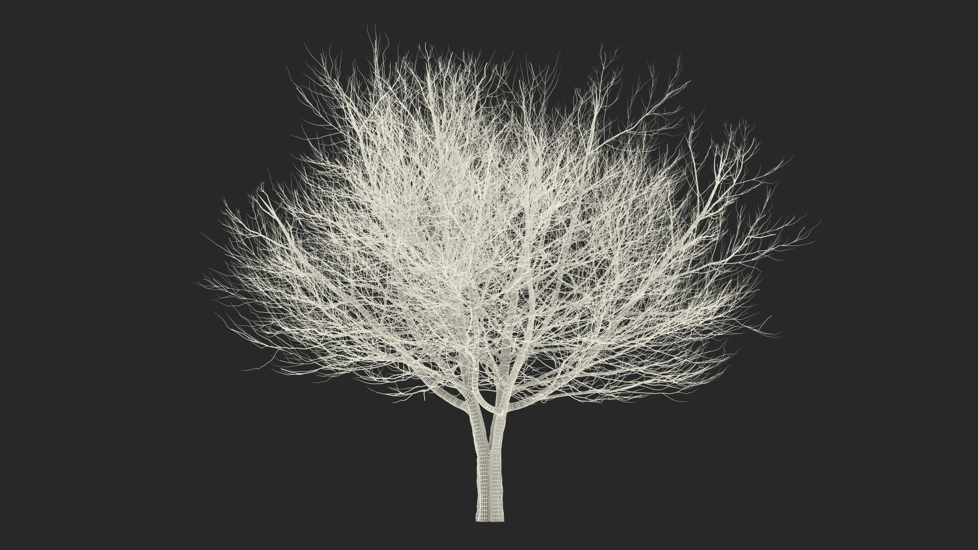 white ash winter 3D model https://p.turbosquid.com/ts-thumb/8m/Qoe4Gv/6sH5274W/whiteashwinterc4dmodel016/jpg/1577391728/1920x1080/fit_q87/b9b1f89e3dc640b7cd8ab62dae5a3d880a311854/whiteashwinterc4dmodel016.jpg