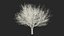 White Ash Winter