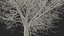 White Ash Winter