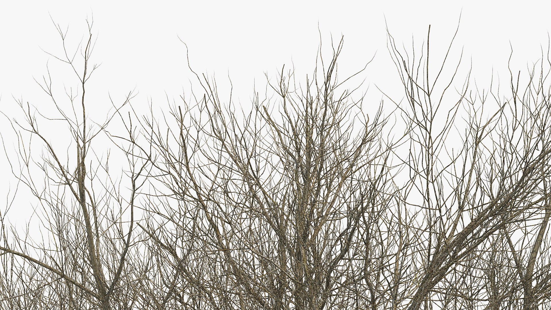 white ash winter 3D model https://p.turbosquid.com/ts-thumb/8m/Qoe4Gv/INIAjOct/whiteashwinterc4dmodel007/jpg/1577391678/1920x1080/fit_q87/6b482172fb381be43282967c25f87cb2c0b84a38/whiteashwinterc4dmodel007.jpg