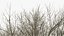 White Ash Winter