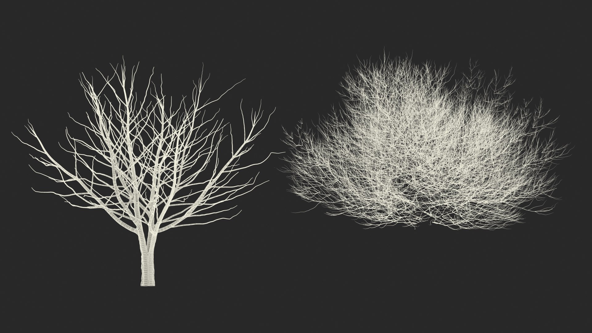 white ash winter 3D model https://p.turbosquid.com/ts-thumb/8m/Qoe4Gv/Mz27HxrU/whiteashwinterc4dmodel017/jpg/1577391733/1920x1080/fit_q87/7e38893fb83e439988792b3d8c43ceef9d194da0/whiteashwinterc4dmodel017.jpg