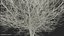 White Ash Winter