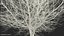 White Ash Winter
