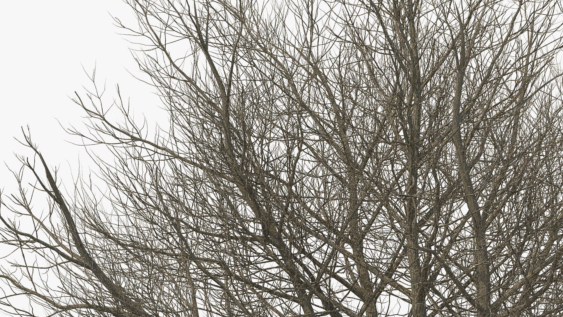 white ash winter 3D model https://p.turbosquid.com/ts-thumb/8m/Qoe4Gv/dY5fkvAX/whiteashwinterc4dmodel008/jpg/1577391684/1920x1080/fit_q87/63e4bcd0af87d916ee33206b40569c668aef9bbc/whiteashwinterc4dmodel008.jpg