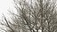 White Ash Winter