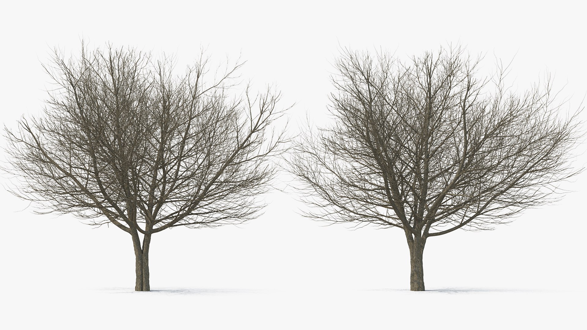 white ash winter 3D model https://p.turbosquid.com/ts-thumb/8m/Qoe4Gv/kdhcn5MN/whiteashwinterc4dmodel002/jpg/1577391650/1920x1080/fit_q87/b64aa88e9d2e4e2bf403bdee3dfb3e00a344738f/whiteashwinterc4dmodel002.jpg