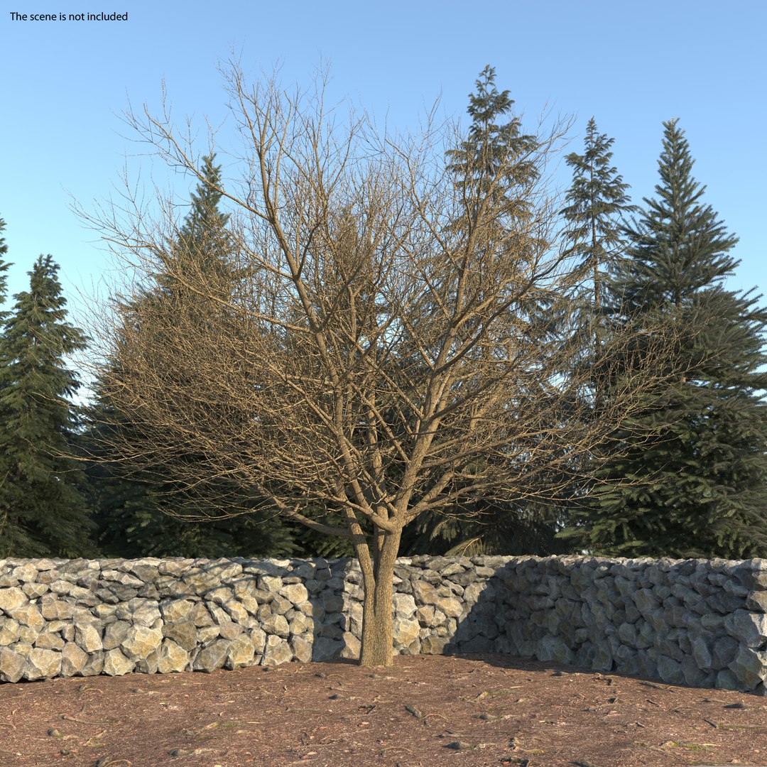 White Ash Winter 3D model preview
