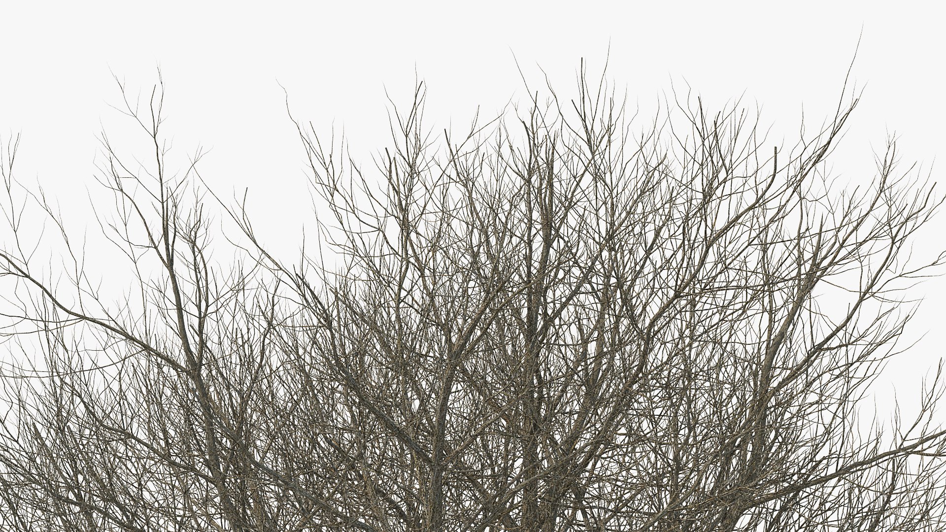 white ash winter 3D model https://p.turbosquid.com/ts-thumb/8m/Qoe4Gv/pick1jlQ/whiteashwinterc4dmodel006/jpg/1577391672/1920x1080/fit_q87/bf665f4a4240a25276a51993f28403bd45b56573/whiteashwinterc4dmodel006.jpg
