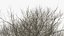 White Ash Winter