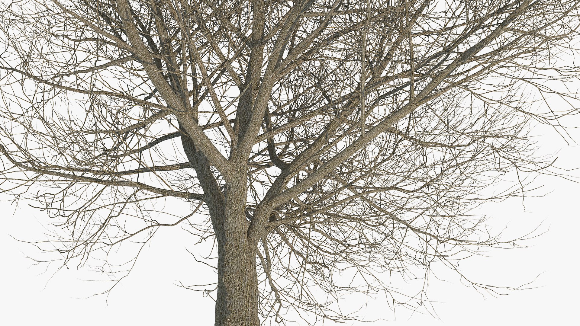 white ash winter 3D model https://p.turbosquid.com/ts-thumb/8m/Qoe4Gv/sfwcWw3r/whiteashwinterc4dmodel005/jpg/1577391666/1920x1080/fit_q87/bc3db5cd955e8960056cca12b09872b04d8dd1c9/whiteashwinterc4dmodel005.jpg