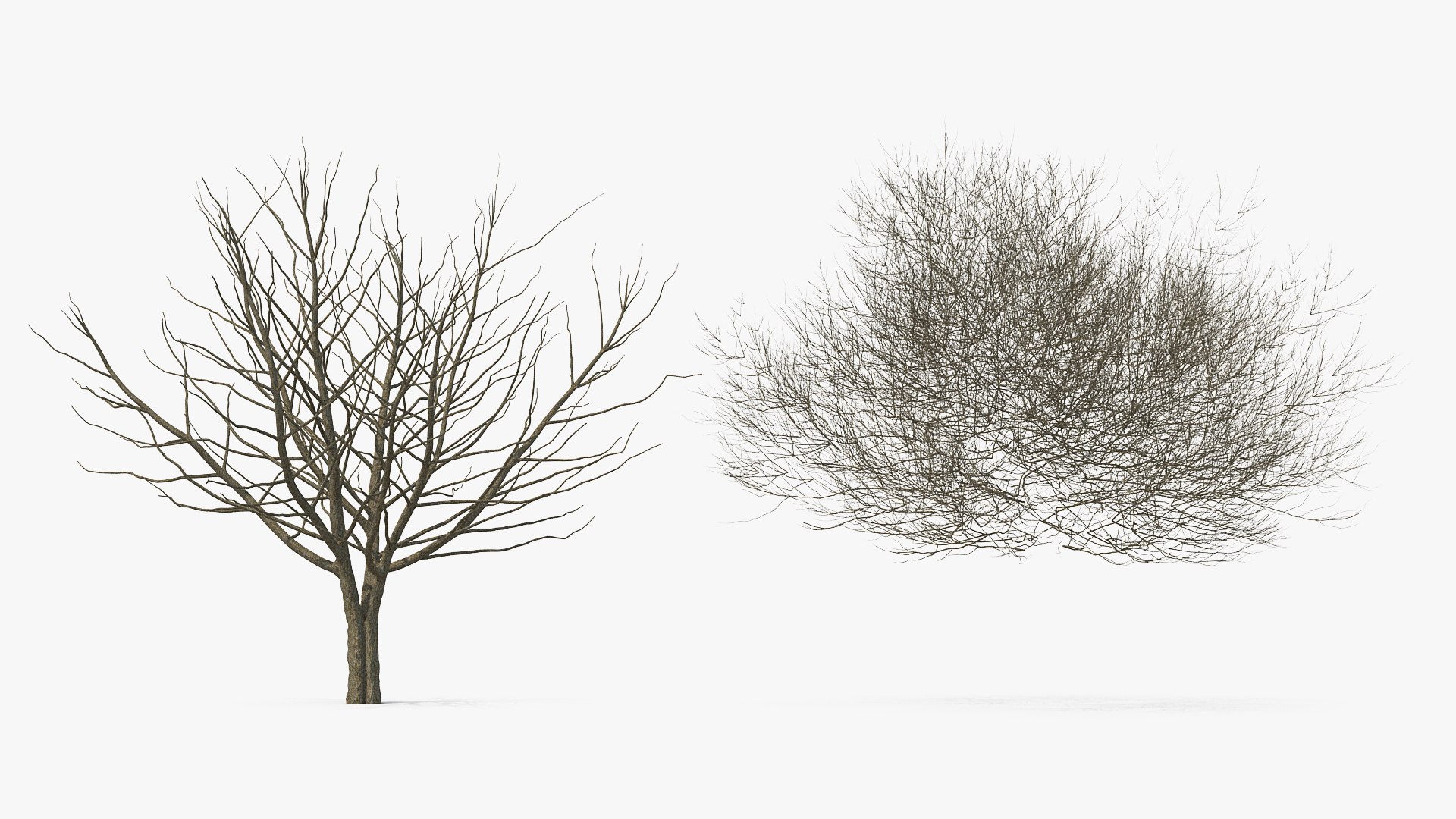 white ash winter 3D model https://p.turbosquid.com/ts-thumb/8m/Qoe4Gv/udyuT5fw/whiteashwinterc4dmodel003/jpg/1577391655/1920x1080/fit_q87/befc9957a483ccc9184f8c2ac4e036b9b9224570/whiteashwinterc4dmodel003.jpg