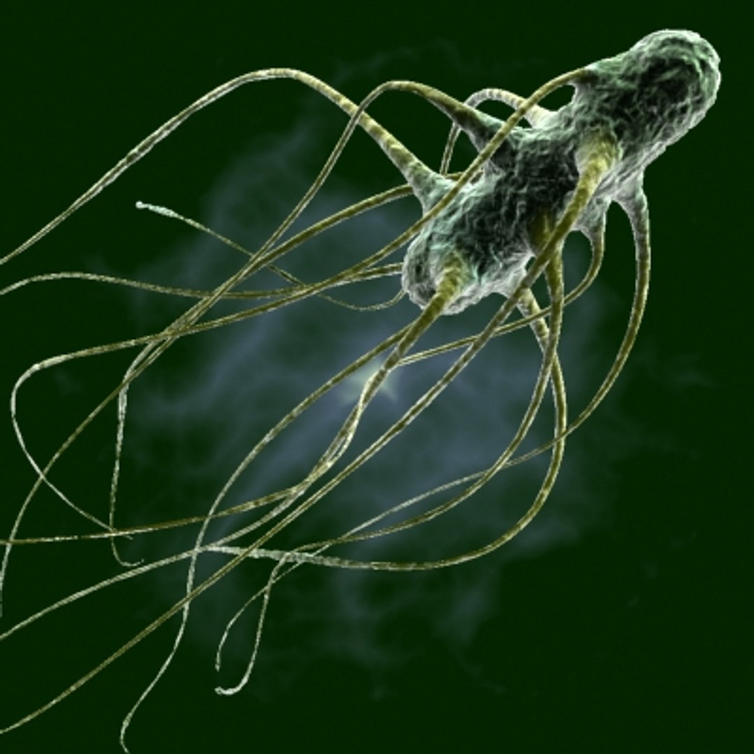 20 micro objects set 3d model https://p.turbosquid.com/ts-thumb/8m/XdeL2H/6cSFhYWQ/salmonella/jpg/1214229026/1920x1080/fit_q87/a1d07ee59aa4267fbc0f16035b9c2fdc0baeffc6/salmonella.jpg