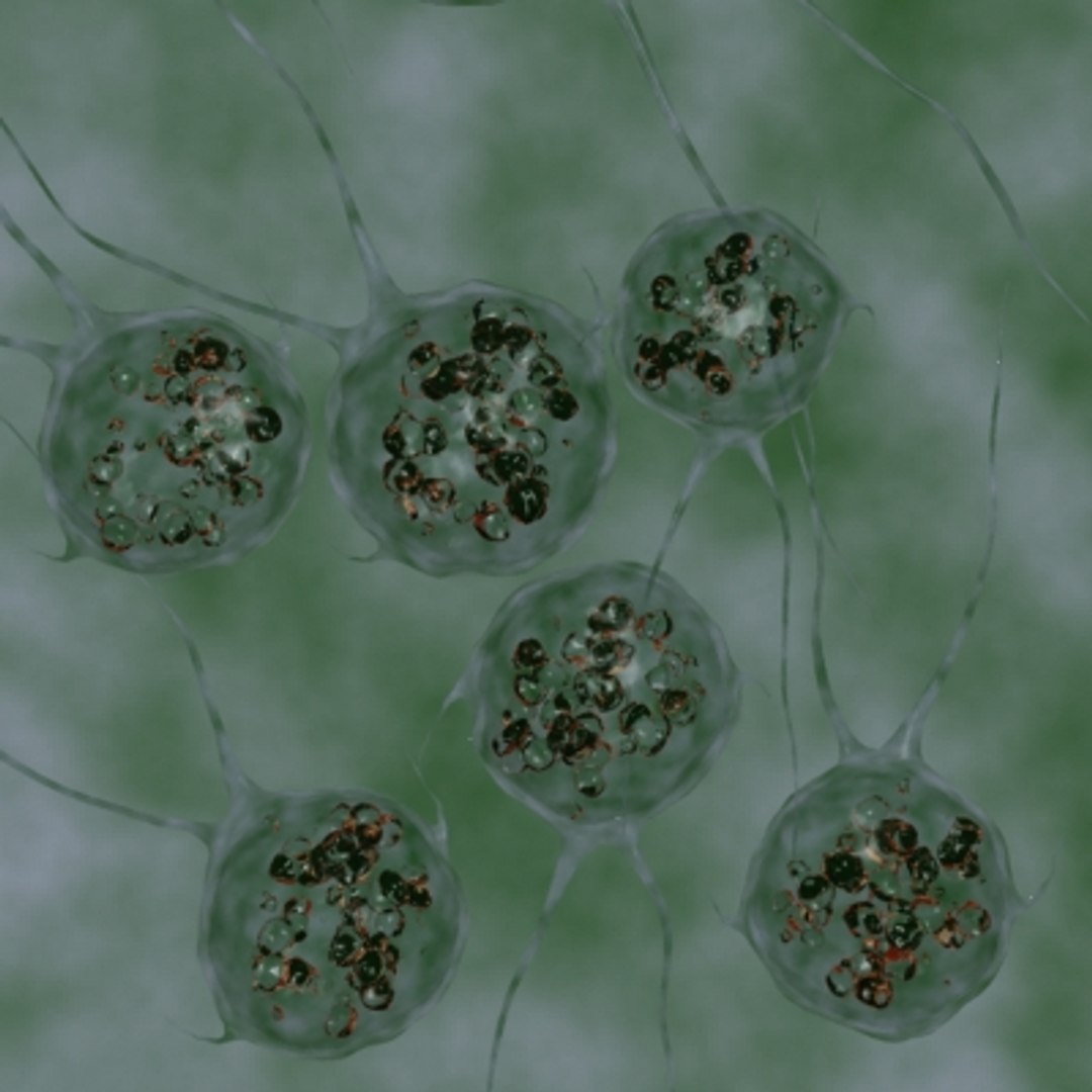 20 micro objects set 3d model https://p.turbosquid.com/ts-thumb/8m/XdeL2H/AaQpTF4D/chlamydomonas/jpg/1214228955/1920x1080/fit_q87/a88382223a5172290c57aad25b32eca96494870f/chlamydomonas.jpg