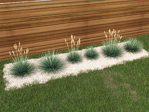 blue fescue Festuca glauca