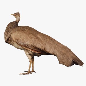 Peacock Peafowl Remastered 3D