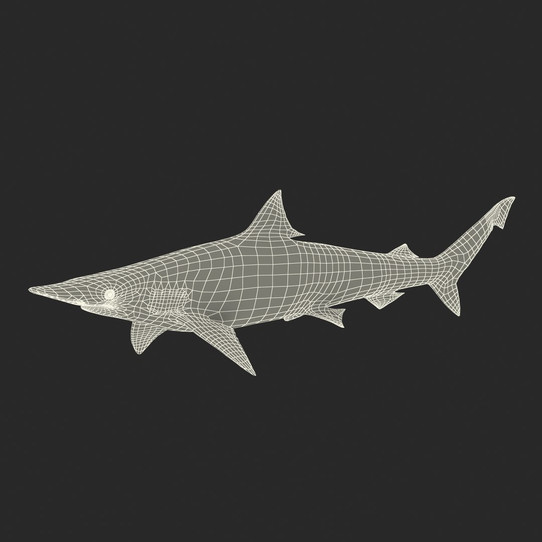 3d model spadenose shark rigged