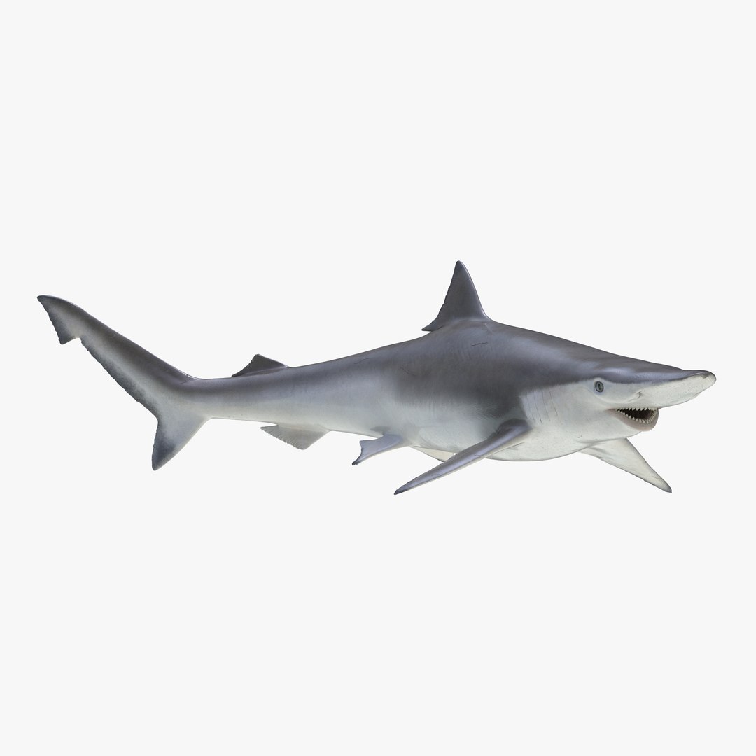 Spadenose Shark Rigged 3D Model 3D model preview