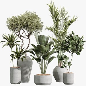 AV Indoor PlantsSet 224 Mission Olive Areca Palm Dracaena Lemon Ficus Melany Cuban Cigar