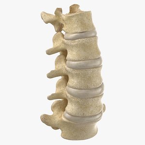real human lumbar vertebrae model