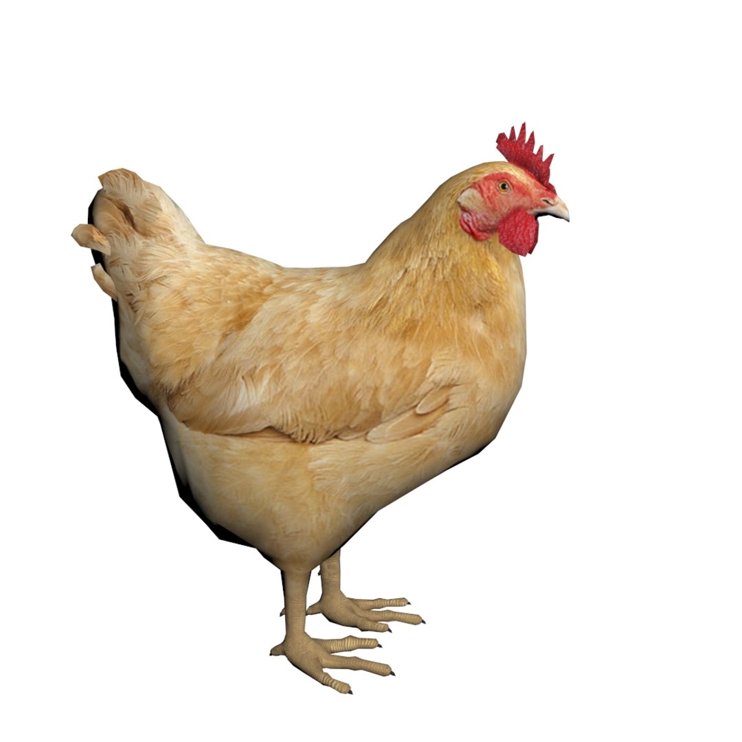 Hen Suki Scan 1 Vf Hen 3D Model - TurboSquid 1167556