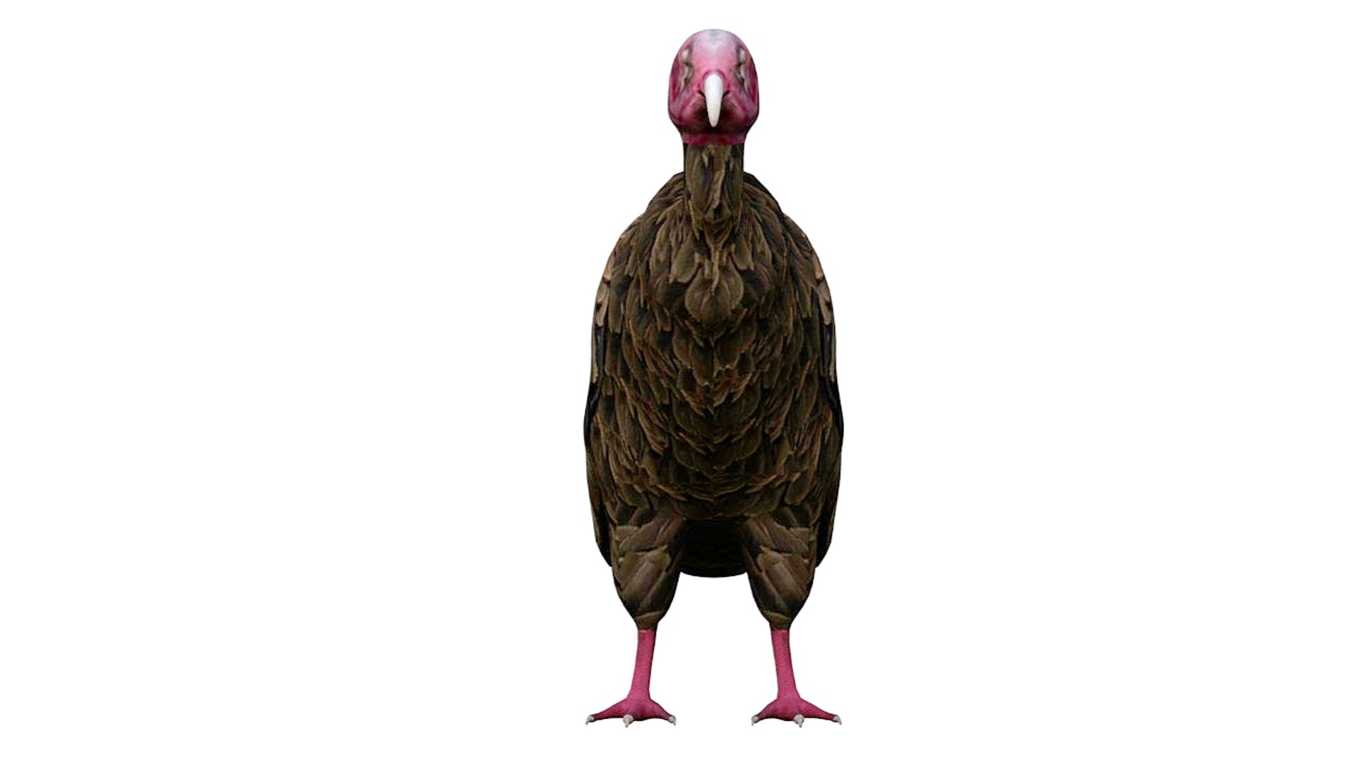 Vulture Bird Rigged 3D - TurboSquid 1653959